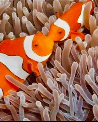 Pesci pagliaccio marini tropicali da allevamento