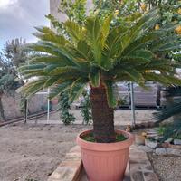 Cycas e Metrosideros