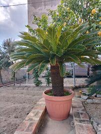 Cycas e Metrosideros