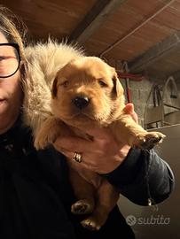 Golden Retriever americani cuccioli