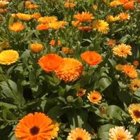 Semi calendula