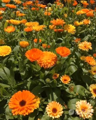 Semi calendula