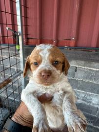 Cuccioli di breton