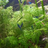 Neocaridine davidi blue dream