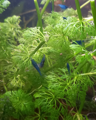 Neocaridine davidi blue dream