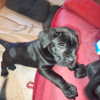 Cuccioli di cane Corso