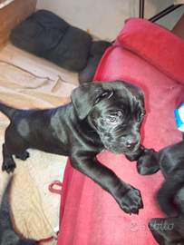 Cuccioli di cane Corso