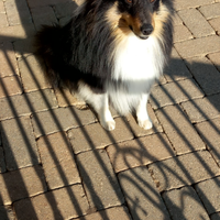 Pastore shetland il mini lassie in miniatura