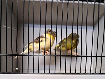 Coppie GLOSTER Consort