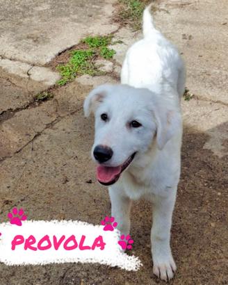 Provola cucciola taglia medio grande