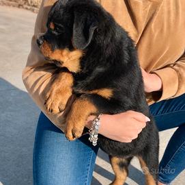 Cucciola femmina Rottweiler