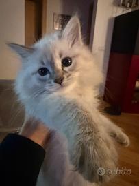 Cucciolo gatto gattini siberiani