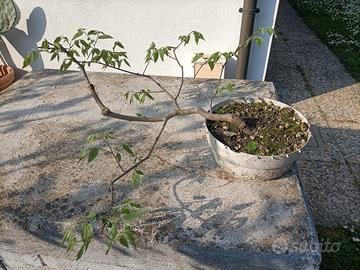 Prebonsai bagolaro