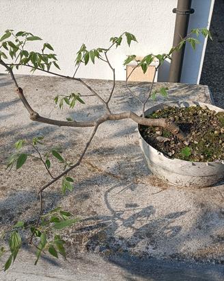 Prebonsai bagolaro