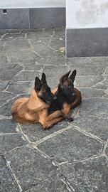 Malinois
