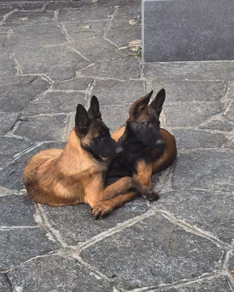 Malinois