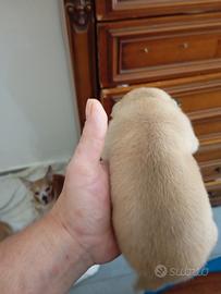 cucciolo di chihuahua