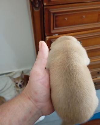 cucciolo di chihuahua