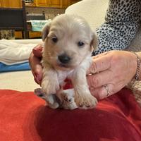 Cuccioli maltesi