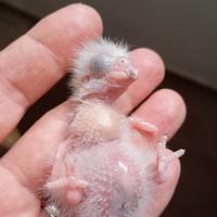 Pappagalli del Senegal