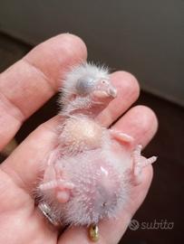 Pappagalli del Senegal