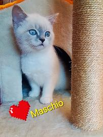BRITISH MASCHIO 3 mesi