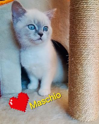 BRITISH MASCHIO 3 mesi