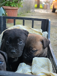 Cuccioli di Cane Corso