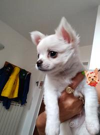 chihuahua