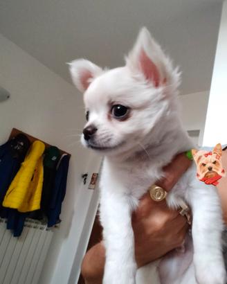 chihuahua