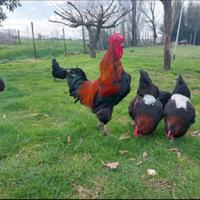 Coppia Marans