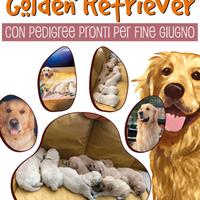 Cuccioli di Golden Retriever