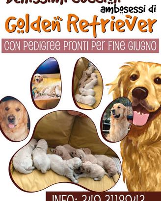 Cuccioli di Golden Retriever