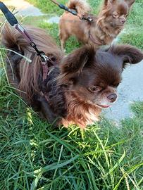 Chihuahua cioccolato adulto