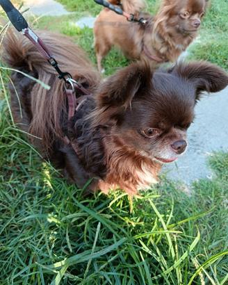 Chihuahua cioccolato adulto