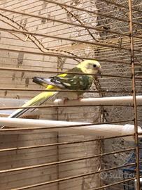Parrochetto