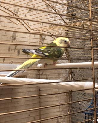 Parrochetto