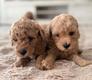 Cuccioli pura razza barboncino