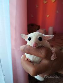 Cuccioli di petauro dello zucchero