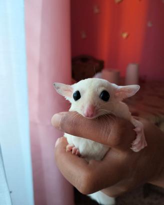 Cuccioli di petauro dello zucchero