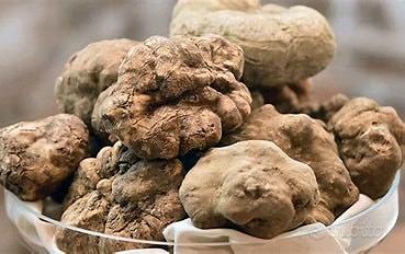 Cuccioli genealogia tartufo