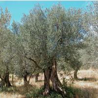 Ulivi da giardino