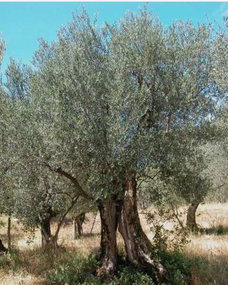 Ulivi da giardino