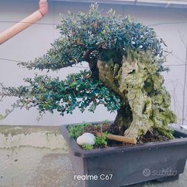 BONSAI di Olivastro secolare