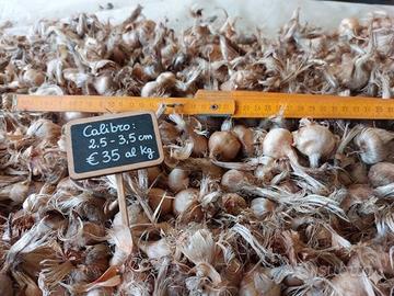 1kg bulbi di zafferano Sardegna cal. 2.5 - 3.5 cm