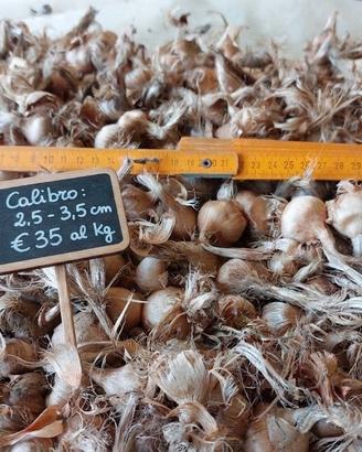 1kg bulbi di zafferano Sardegna cal. 2.5 - 3.5 cm