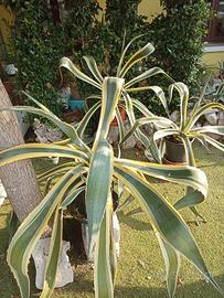 grandissime piante di agave striata