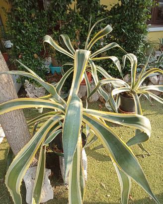 grandissime piante di agave striata
