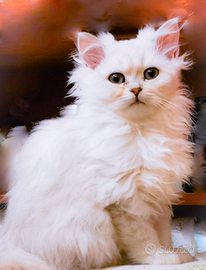 Gattina British Longhair
