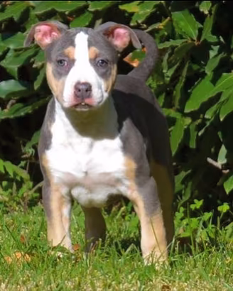American pitbull terrier occhi chiari